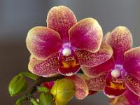 Rot-gelbe Phalaenopsis Orchidee (Fokusstacking)